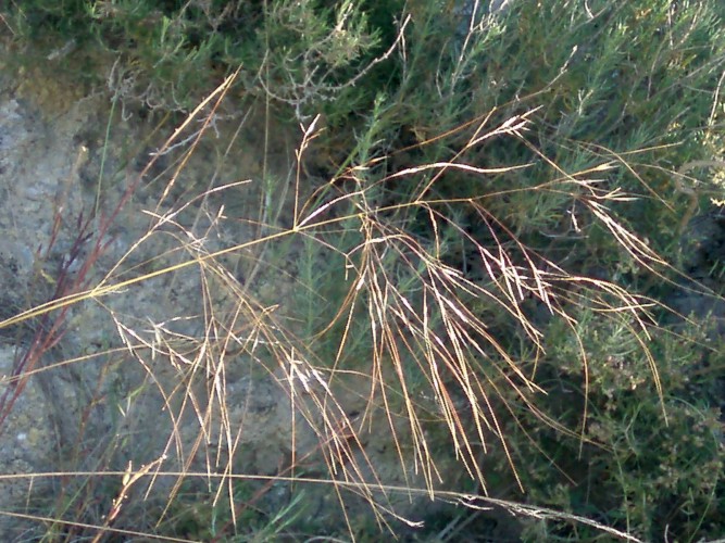 Stipa sp. da identificare